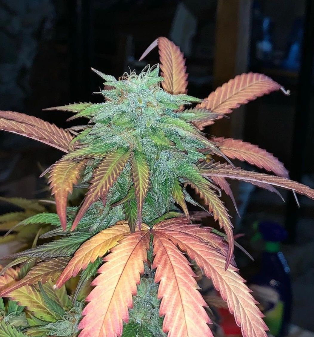 Burmese Shorty's Secret